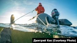 Коха привязали за ноги и тащат под водой в попытке снять белуху, Соловки, Белое море