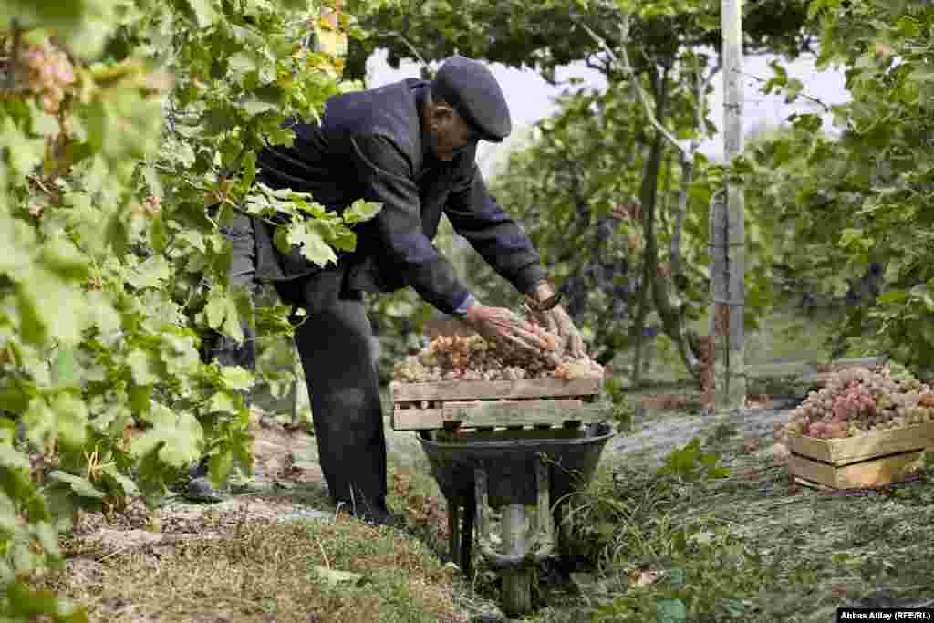 Pirverdi əmigilin həyətindən hər il 15 tona yaxın üzüm toplanır.