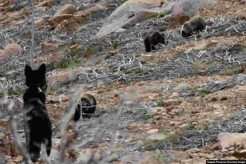 Wildlife Photos Siberia